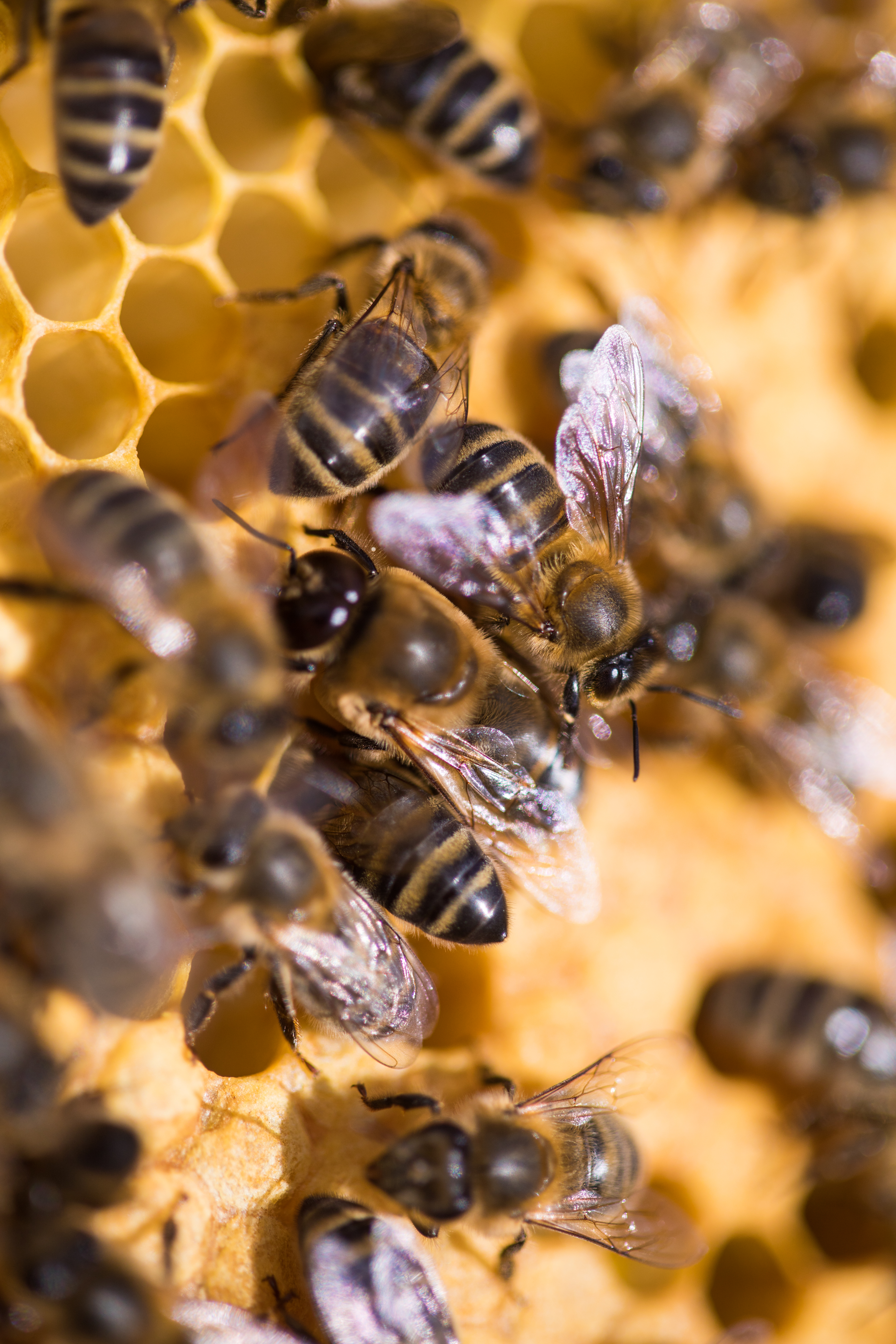 Nouveau : Un podcast sur les abeilles par l\'UNAF 