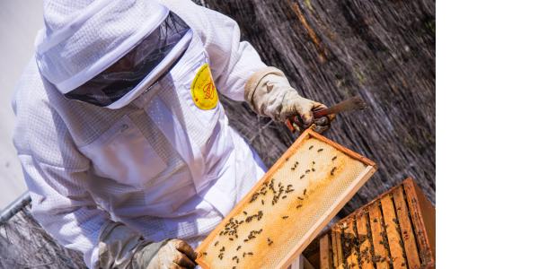 Nouveau : Un podcast sur les abeilles par l\'UNAF 