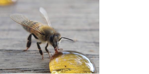 Gros plan sur l’abeille dégustant une goutte de miel pour le \
