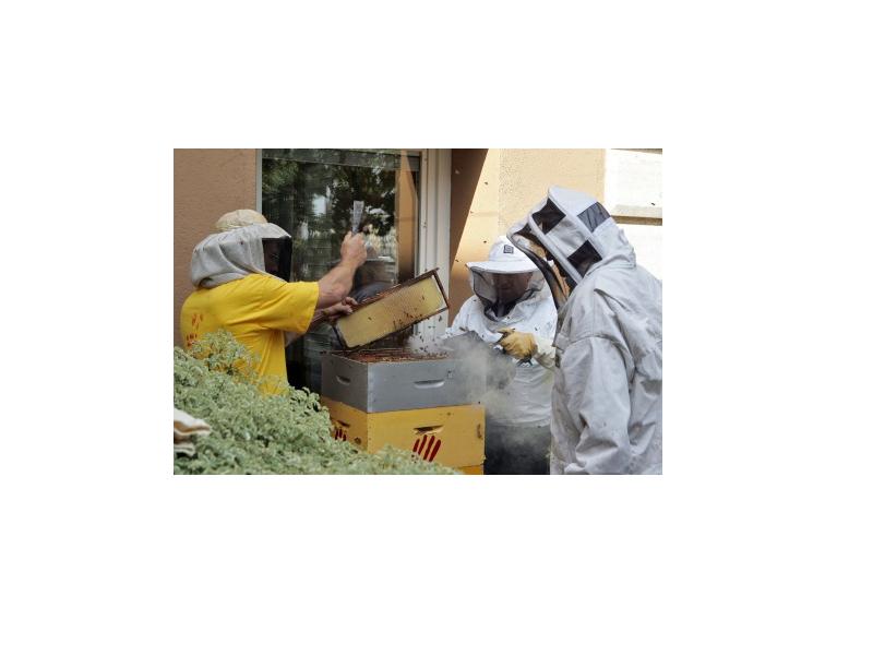 récolte du miel des ruches du Conseil général par les apiculteurs et Mr Pierre Estéve, vice président du Conseil Général, le 18 Juin 2012.