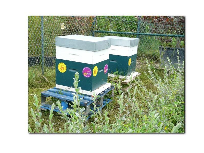 Les ruches ont été installées dans l'espace vert extérieur du magas