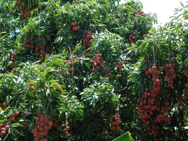 fruit de letchi - le miel de letchi est typique de l'Ile de la Réunion. Crédit Photo : Félix GIL